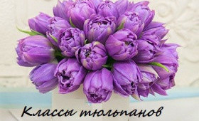 Классификация тюльпанов