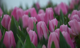 Отопление в теплицах