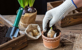 Выгонка на 14 февраля 31 января