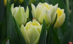 Махровые тюльпаны:Avantgarde, Columbus, Largo, Katinka, Double Price, Mari Jo, Angelique, Whiteheart