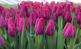 Сорт First Life. Выгонка тюльпанов на 8 Марта1623348661