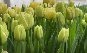 Сорт Avantgarde1623348769