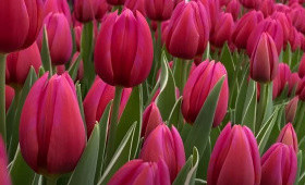 Сорт Афродита. Выгонка на 14 февраля и 8 Марта1623348874