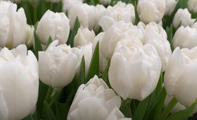 Выгонка тюльпанов на 8 Марта. Сорт White heart и Purple Raven1623348912