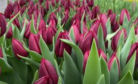 Pallada. Выгонка тюльпанов к 14 февраля и 8 Марта1623348957