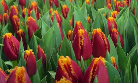 Сорт Fabio. Как вырастить до 50 см1623349029