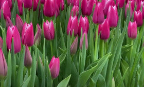 Тюльпан Merlinda1623349070