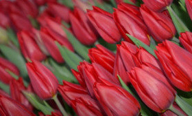 Сорт тюльпанов Killing Love1623349126