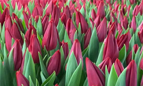 Сорт First Star. Выгонка тюльпанов1646653713