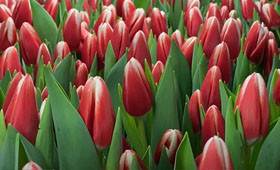 Отличный сорт Paul McCartney. Выгонка тюльпанов к 8 Марта1646653807