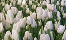 Darwisnow тюльпан1646653861