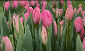 Sweet Telle. Выгонка тюльпанов на 8 Марта1646653940