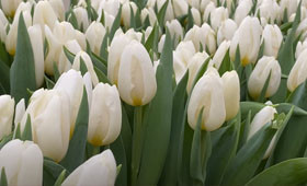 Тюльпан Delta Strong1646654045