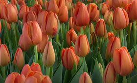 Delta Storm. Оранжевый тюльпан для выгонки на 8 Марта.1646654107