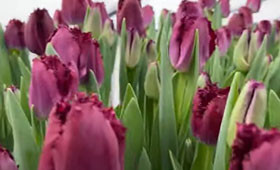 Purple Crystal. Бахромчатые тюльпаны для выгонки на 8 Марта1646654867