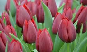 Выгонка тюльпанов. Сорт Curry