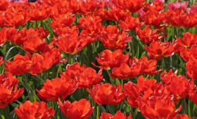 Выгонка тюльпанов. Сорт Viking (Сорт Викинг)