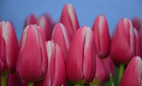 Выгонка тюльпанов. Сорт Poseidon (Сорт Посейдон)