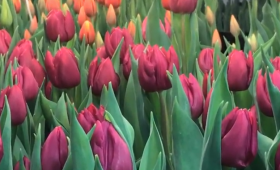 Выгонка тюльпанов к 14 февраля