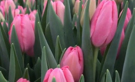 Выгонка тюльпанов. Сорт Sissi (Сорт Сиси)