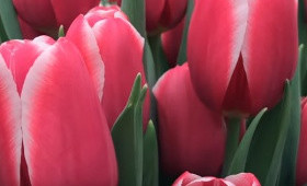 Выгонка к 8 марта (часть 2)