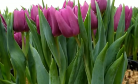 Выгонка тюльпанов на 14 Февраля 2020. Сорта Jumbo pink, De Dijk, Lap top, Striped flag, Pink flag