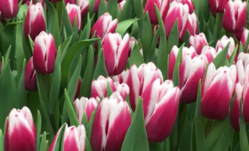 Выгонка тюльпанов. Сорт Kamaliya (Камалия)