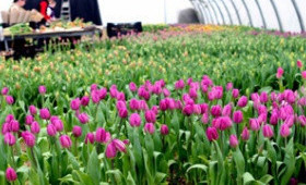 Фото выгонки клиентов компании "Мир Тюльпанов" (выпуск 1)